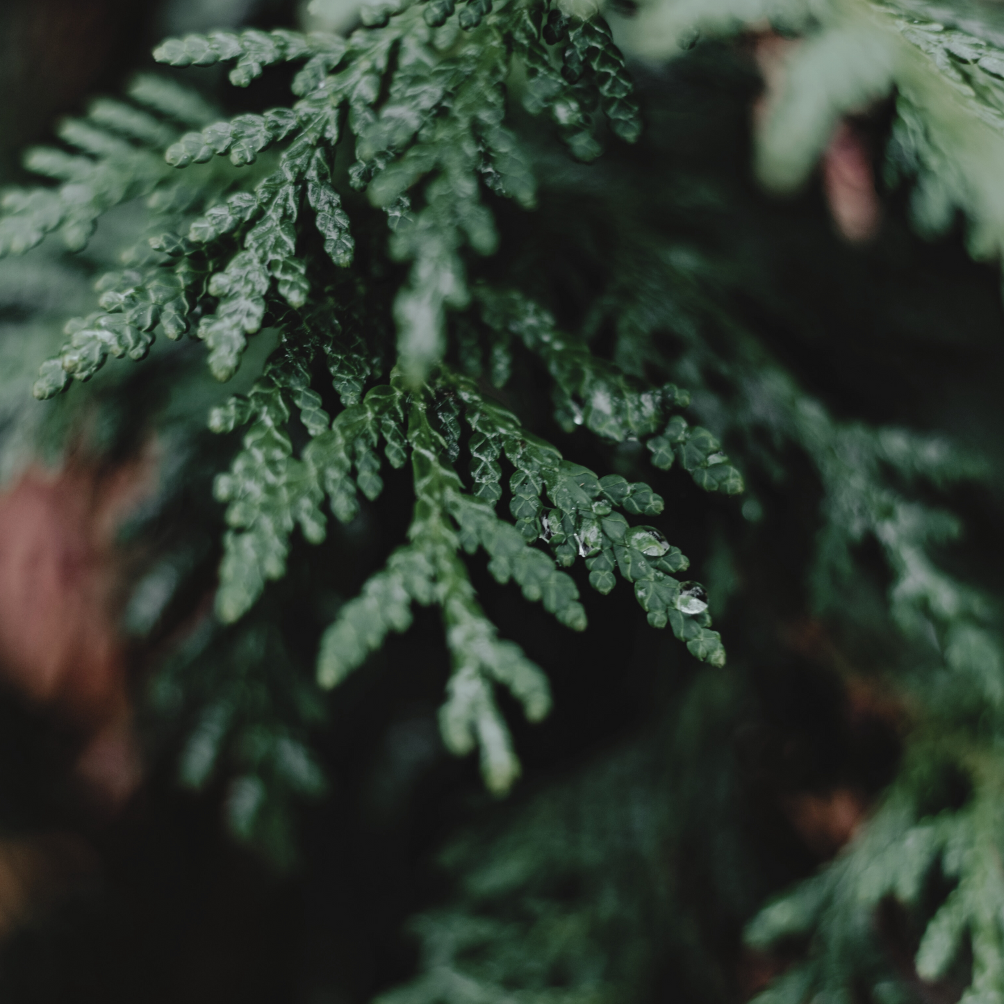 BALSAM + BIRCH