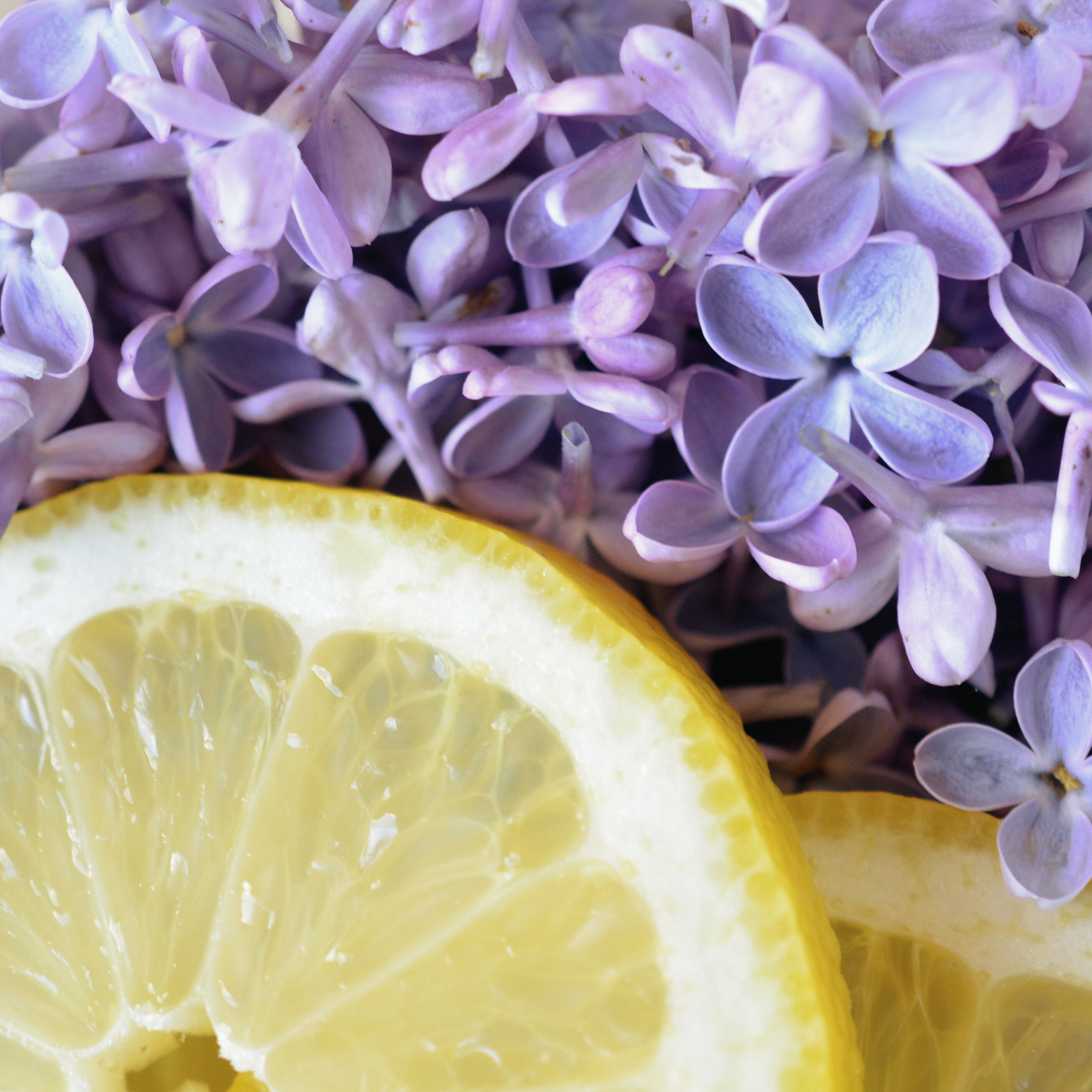 LEMON BASIL + LILAC