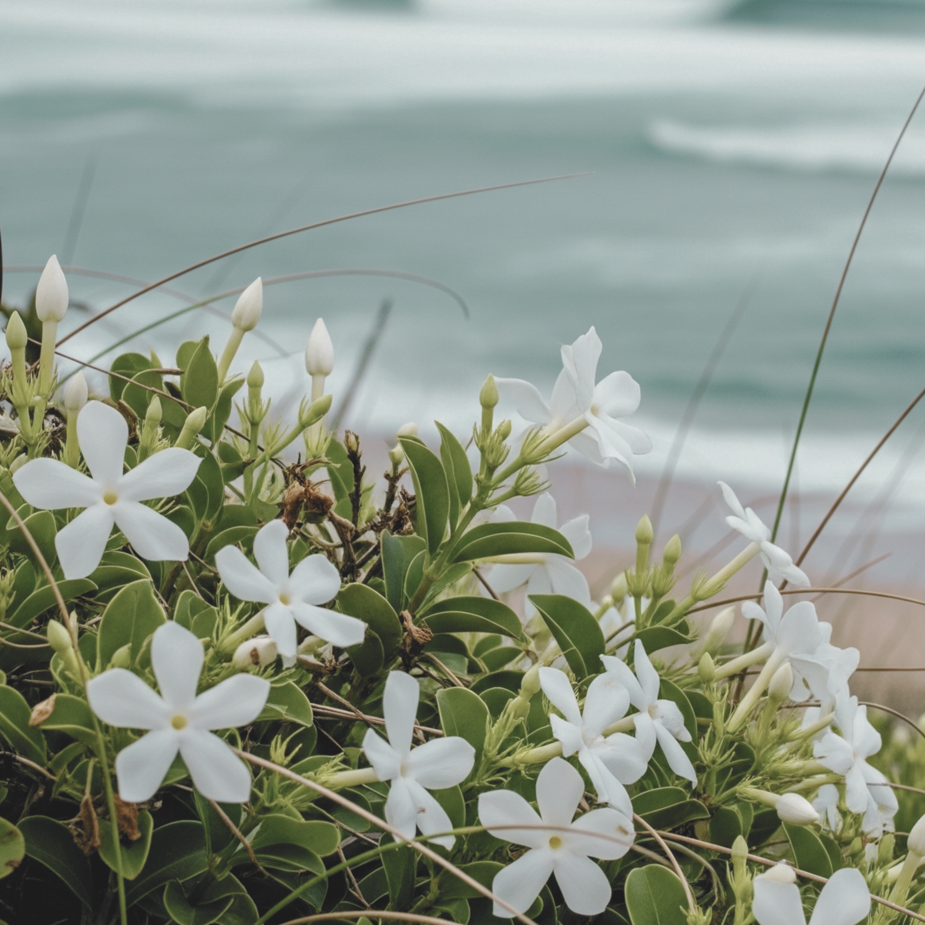 OCEAN JASMINE & BERGAMOT