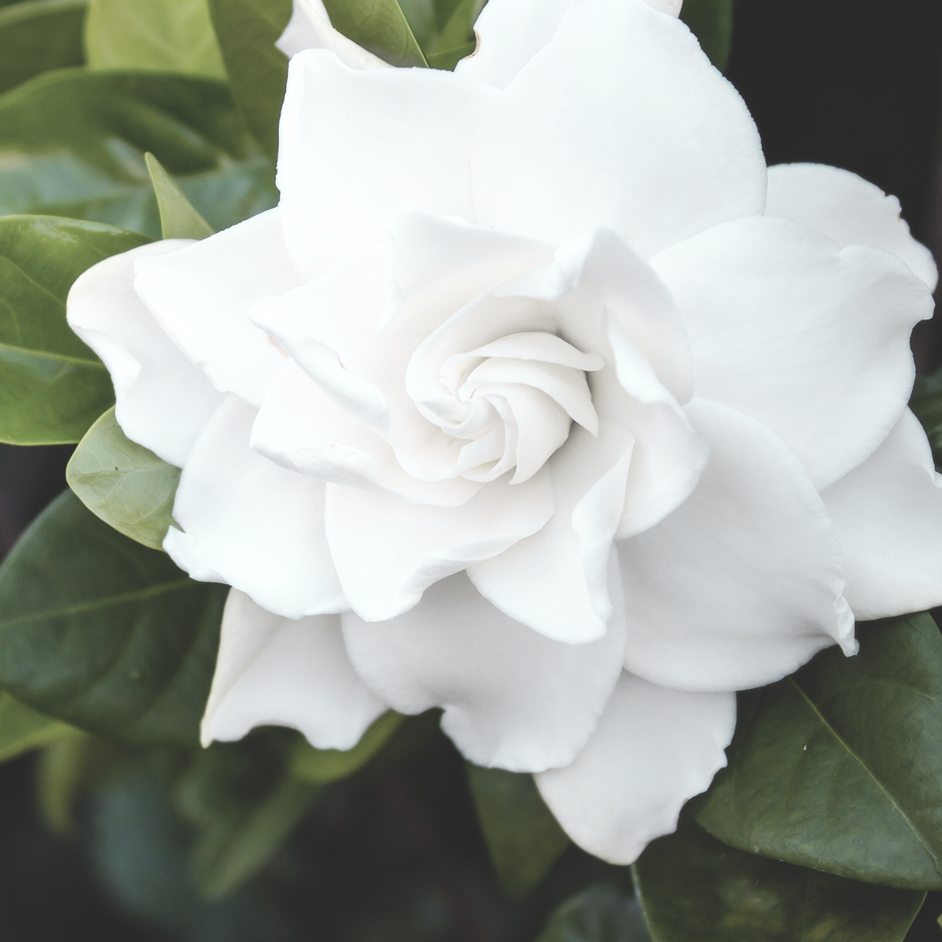 WHITE GARDENIA