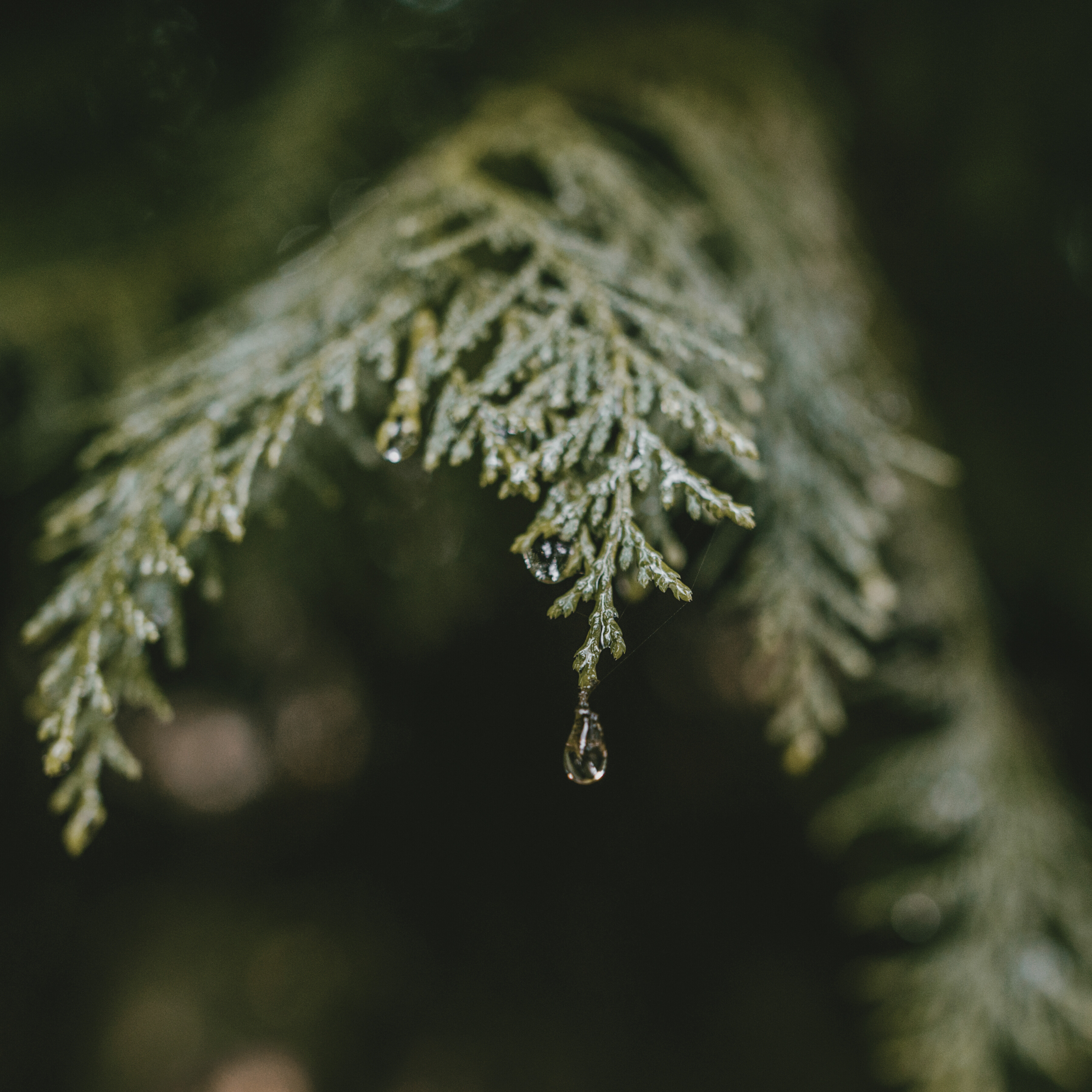 CYPRESS RAIN & VETIVER