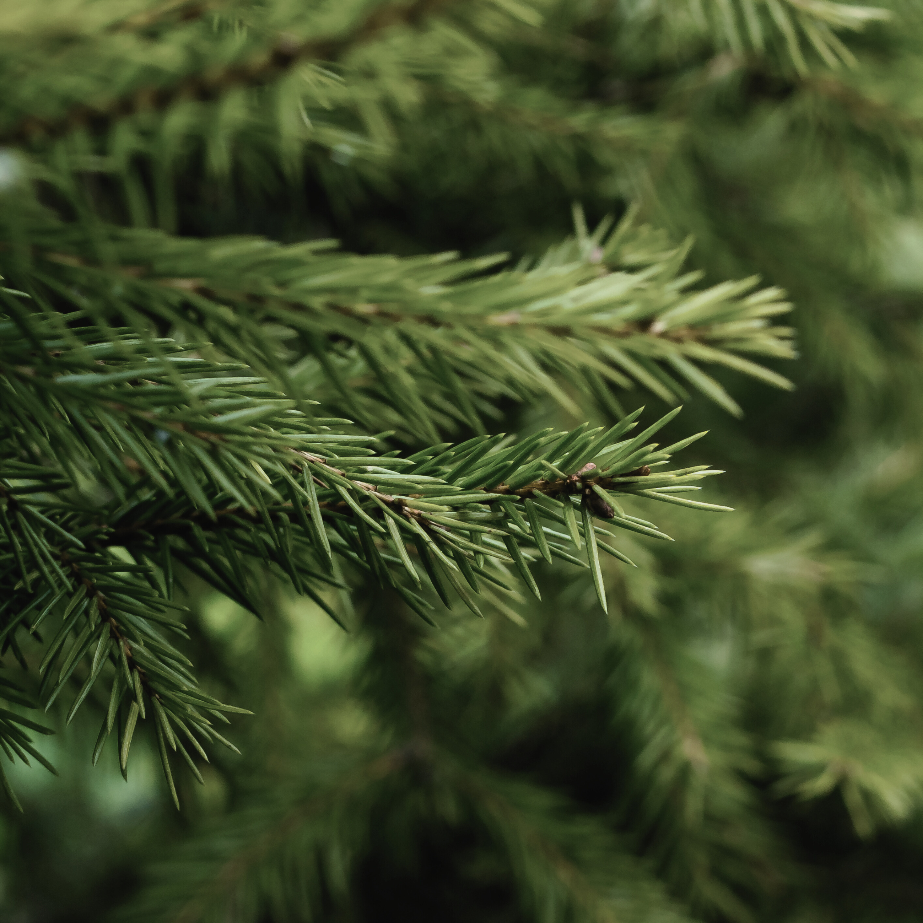 BALSAM FIR & OAKMOSS