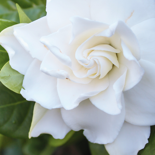 WHITE GARDENIA