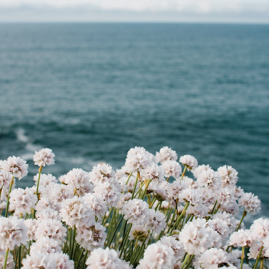 OCEAN JASMINE + BERGAMOT