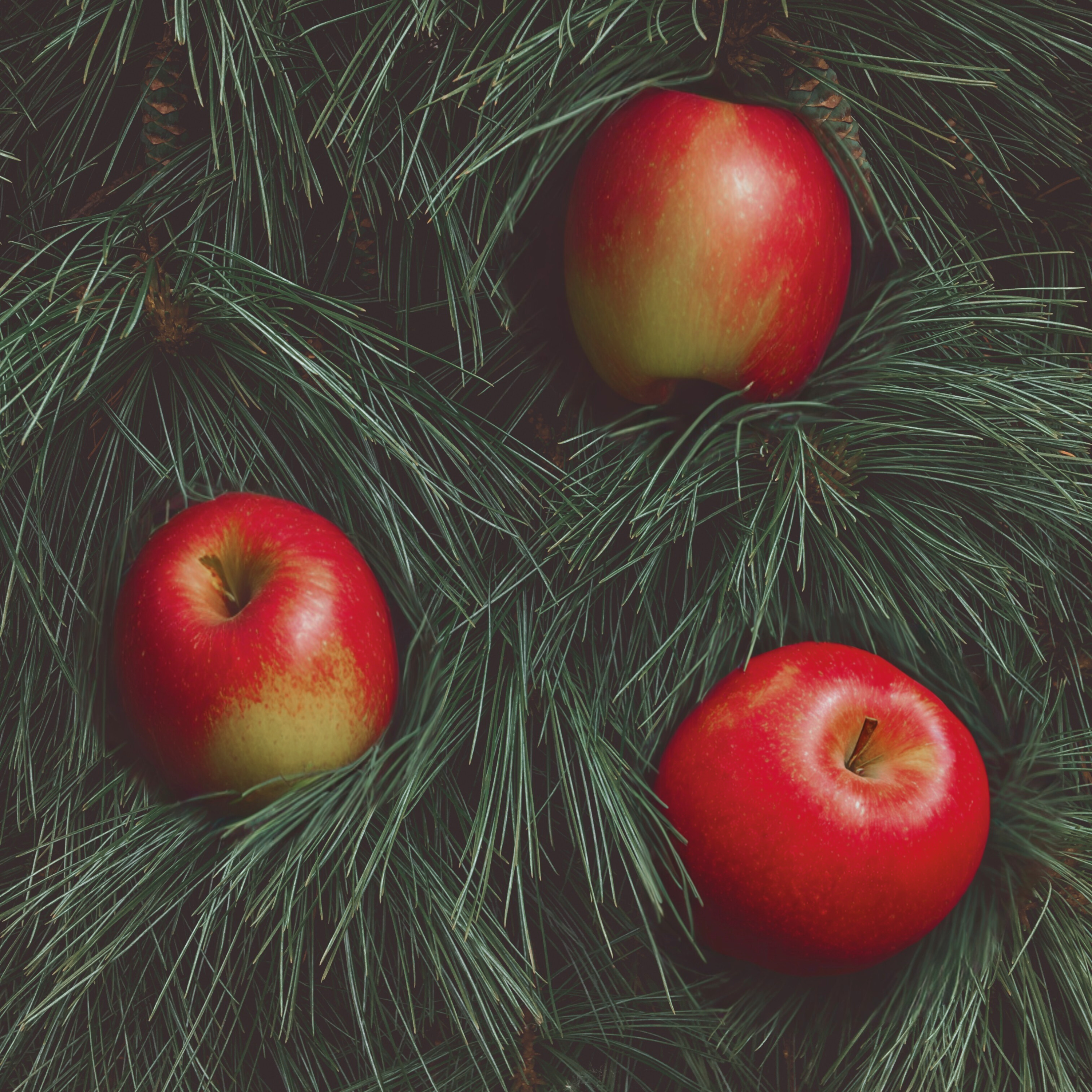 APPLE & EVERGREEN