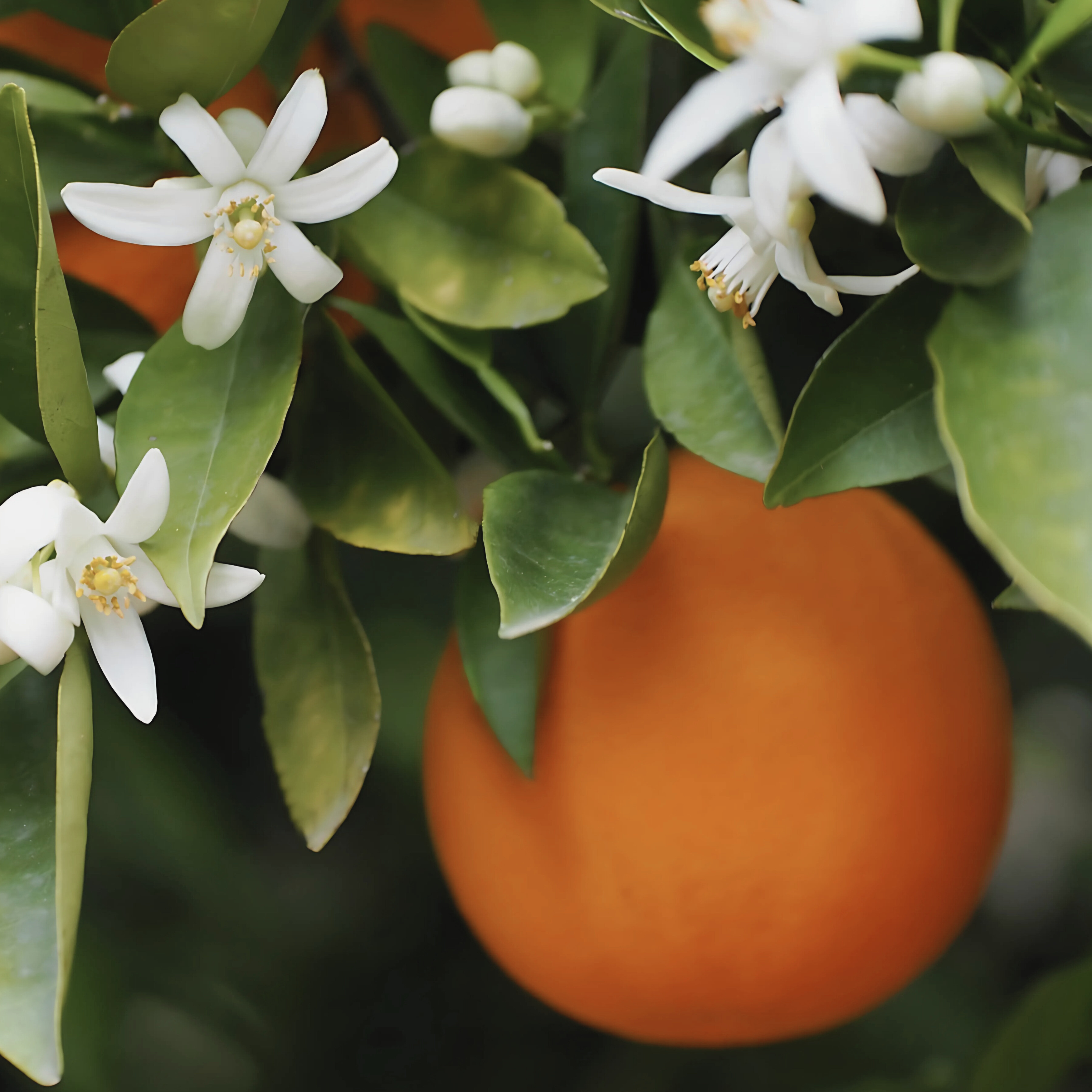 NEROLI & AMBERWOOD