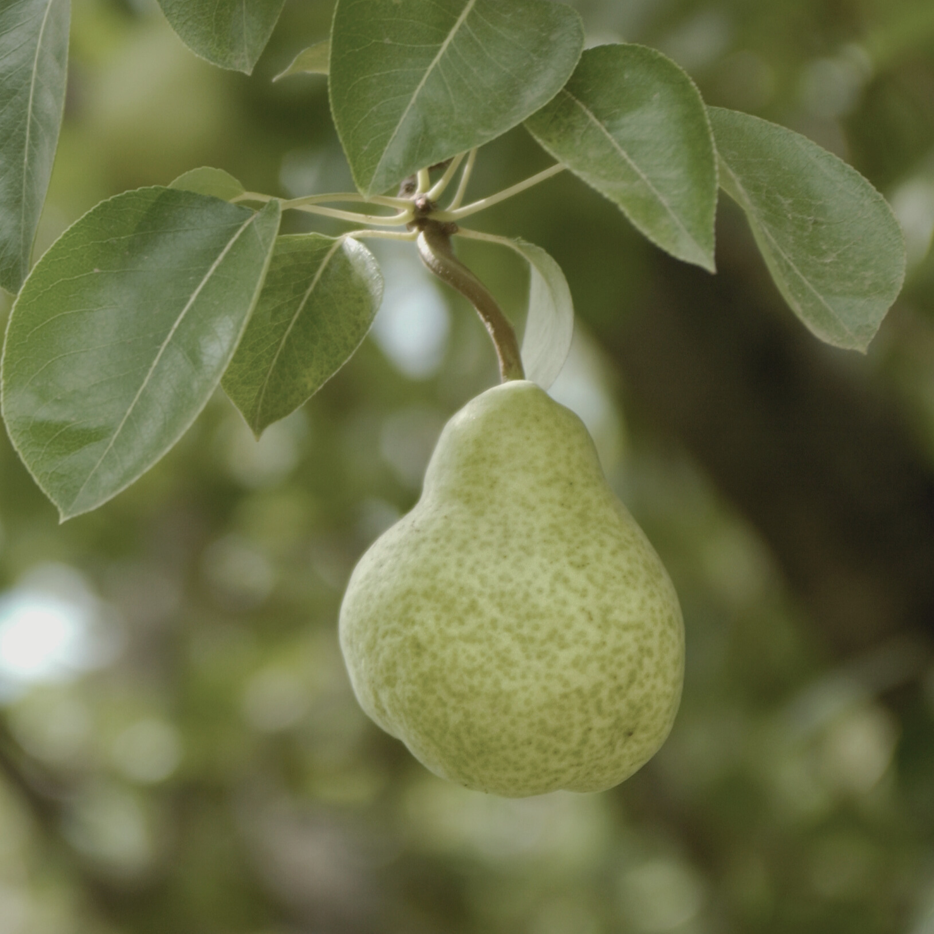 PEAR & WHITE SANDS